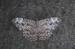 Hamadryas glauconome