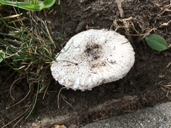Leucoagaricus