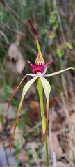 Caladenia heberleana