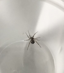 Araneae