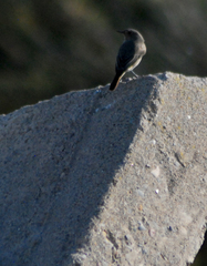 Phoenicurus ochruros