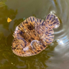 Trinectes maculatus