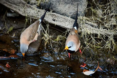 Poephila acuticauda acuticauda