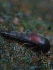 Sepedophilus marshami