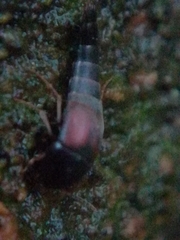 Sepedophilus marshami