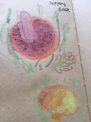 Chalciporus piperatus