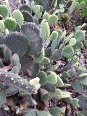 Opuntia microdasys