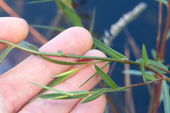 Ludwigia suffruticosa