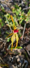 Caladenia ensata