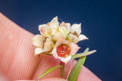 Ludwigia suffruticosa