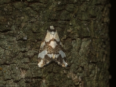 Thallarcha staurocola