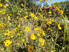 Helianthus agrestis