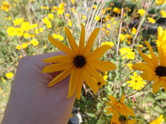 Helianthus agrestis
