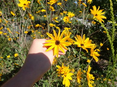 Helianthus agrestis