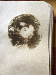 Xerocomellus zelleri