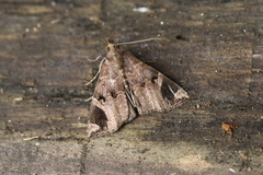Hypena angitia