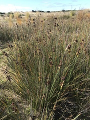 Juncus