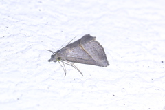Hypena degesalis