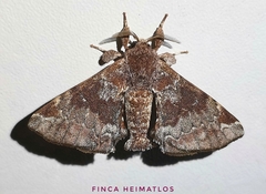 Apatelodes albipunctata