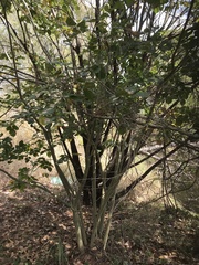 Millettia