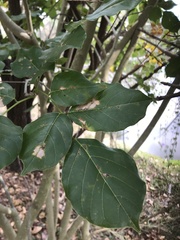 Millettia