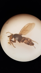 Leptocera