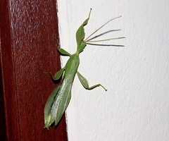 Phylliini