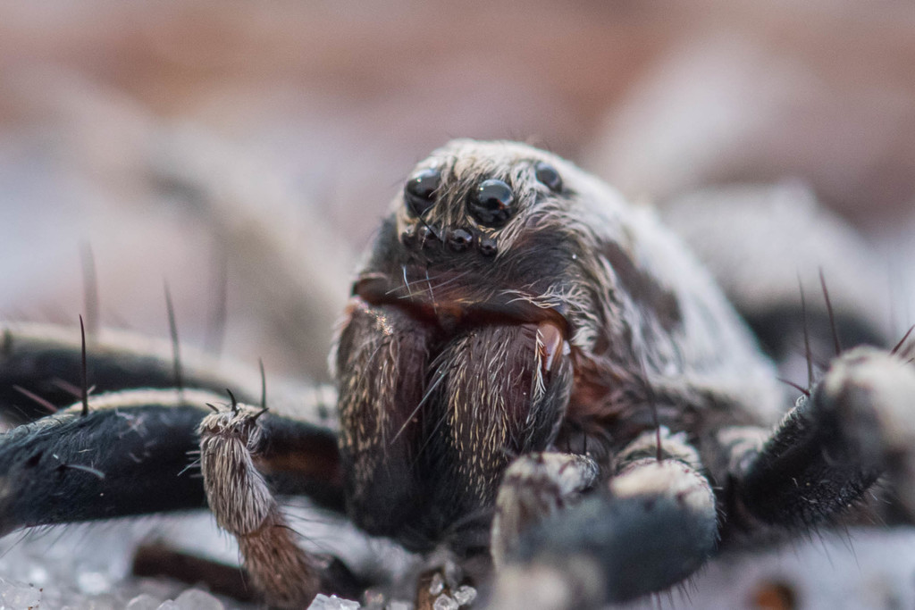 McCrone's Burrowing Wolf Spider