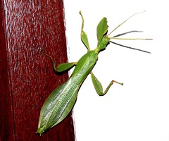 Phylliini