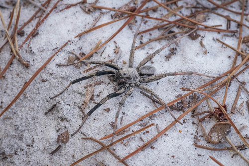 McCrone's Burrowing Wolf Spider photo 4