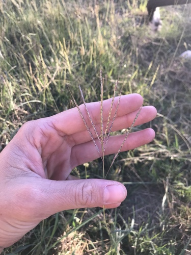 Bothriochloa ischaemum iNat (3)