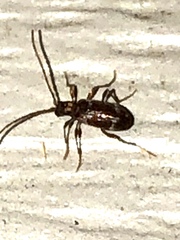 Ptininae