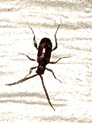 Ptininae