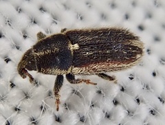 Mecinus circulatus