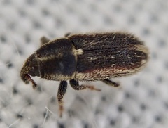 Mecinus circulatus