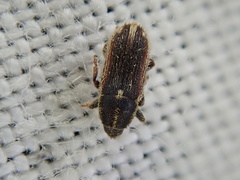 Mecinus circulatus
