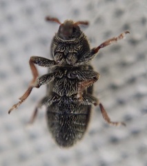 Mecinus circulatus
