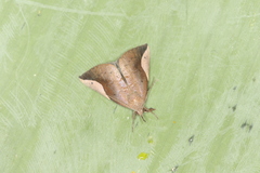 Hypena mactatalis