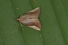 Hypena mactatalis