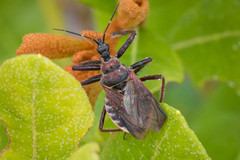 Apiomerus floridensis