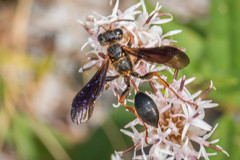 Isodontia exornata