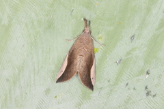 Hypena mactatalis