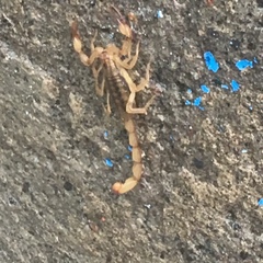 Centruroides tecomanus