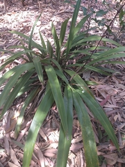 Dianella atraxis