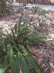 Dianella atraxis