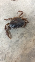 Pseudothelphusa dugesi