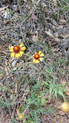 Gaillardia mexicana