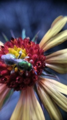 Gaillardia mexicana