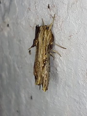 Heterodelta