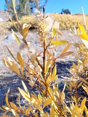 Salix orestera